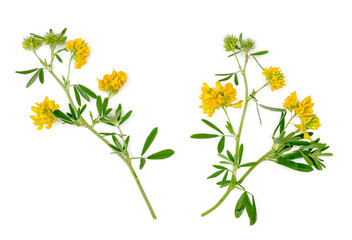 Yellow alfalfa flowers isolated on a white background, top view