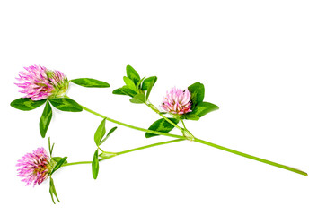Clover flowers isolated on a white background
