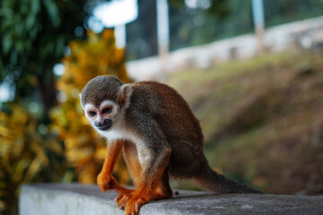 Obraz premium A small monkey with a long tail in the forest, close-up. funny primates in a nature park, animal watching