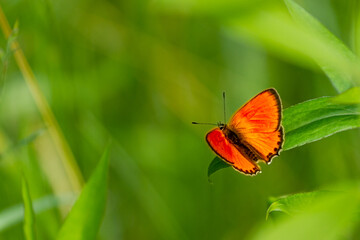 Czerwony motyl