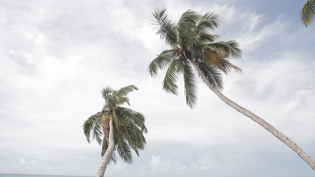 Vista en primera persona de dos palmeras en playas tropicales