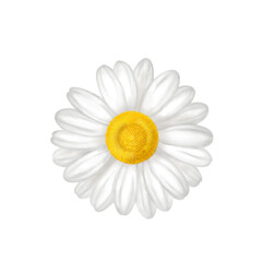 Beautiful floral white daisy flowers draw, concept romantic, spring, web banners, covers, screensavers, frame, blossom, summer, natural, promotion, premium, poster, design