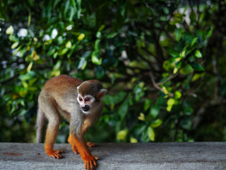 A small monkey with a long tail in the forest, close-up. funny primates in a nature park, animal...