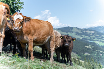Kuhherde mit Kälbern auf grüner Almwiese bei blauen Himmel in den Bergen von Saalbach Hinterklemm...