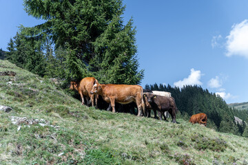 Kuhherde mit Kälbern auf grüner Almwiese bei blauen Himmel in den Bergen von Saalbach Hinterklemm Österreich