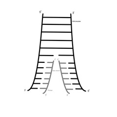 The double stand DNA template or target molecule was bonded with specific primer and new stand was synthesized that represent the concept of DNA amplified in PCR technique.