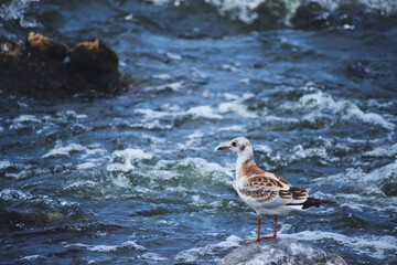 Seagull chick stands on stone middle stormy stream river water.
