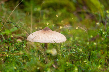 Big umbrella mushroom in Green Meadow Grass In Raindrops, Natural Background,  Ecology