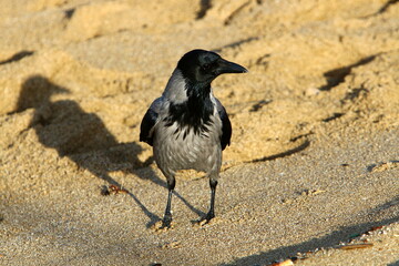 A gray crow sits in a city park in Israel.