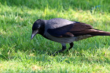 A gray crow sits in a city park in Israel.