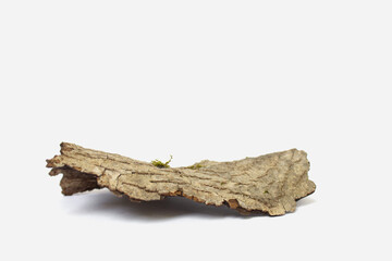 empty bark of tree podium minimalism on white background. Copy space, place for text 