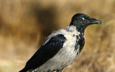 A gray crow sits in a city park in Israel.