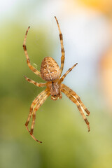 Kreuspinne (Araneus) im Netz