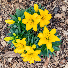 Flowers yellow lilies top view