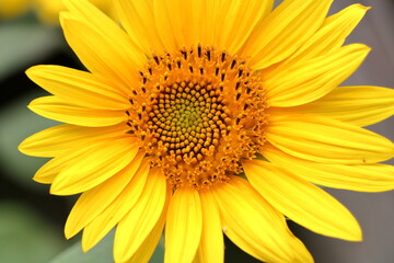 Blooming sunflower in the summer