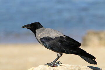 A gray crow sits in a city park in Israel.