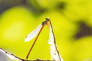 Close up shot of Dameselfly