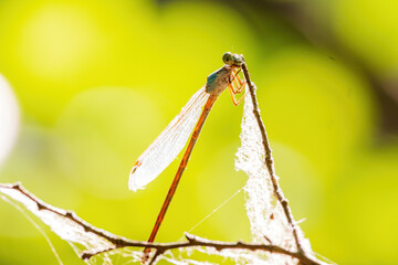 Close up shot of Dameselfly