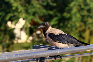 A gray crow sits in a city park in Israel.
