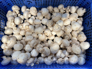 Légume / champignons Paris