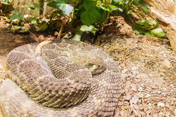 Close up shot of a snake crawling
