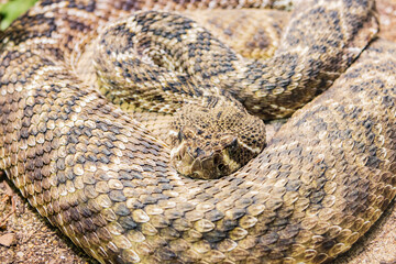 Close up shot of a snake crawling