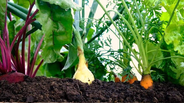 Vegetables grow in the garden. Selective focus.