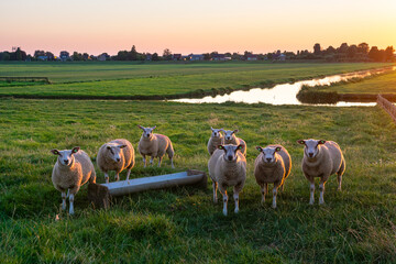 Sheep in the Dutch meadow landscape during sunset look curiously at the photographer