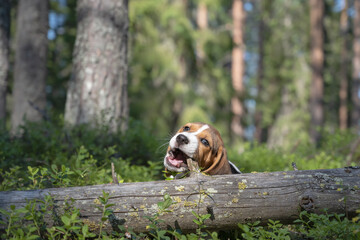 Cute eight weeks old beagle puppy chewing a branch of a dried tree