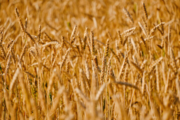 Ripe ears, growing wheat on a bright sunny day.