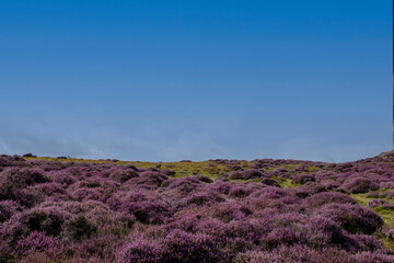 Purple heather on the hills of the Long Mynd in Shropshire, UK