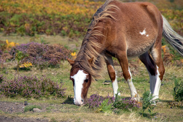 Naklejka na ściany i meble A wild pony on the Long Mynd near Church Stretton, Shropshire, UK