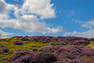 Obraz premium Purple heather on the hills of the Long Mynd in Shropshire, UK
