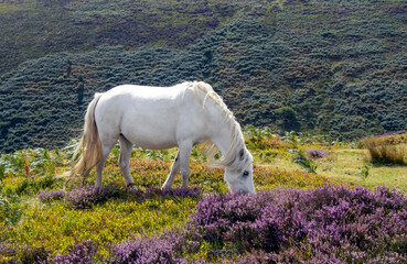 A wild pony on the Long Mynd near Church Stretton, Shropshire, UK