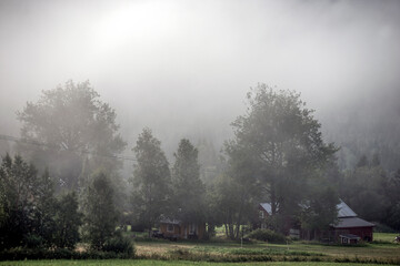 Fototapeta na wymiar misty morning in the woods, åre, jämtland, sweden, sverige, sommar, årstid,norrland
