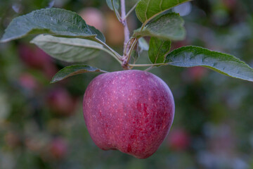 MANZANA ROJA, PLANTACION 