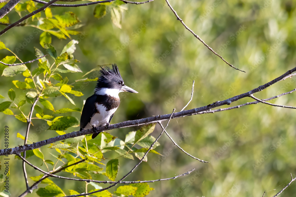 Canvas Prints belted kingfisher (megaceryle alcyon) in wisconsin state park.