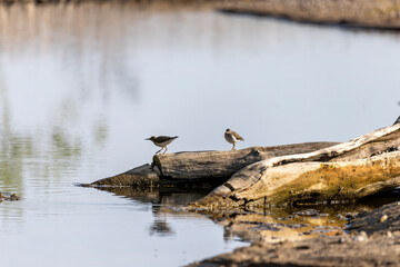 Fototapeta premium The spotted sandpiper (Actitis macularius) Non-breeding plumage