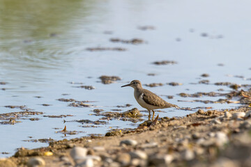 Fototapeta premium The spotted sandpiper (Actitis macularius) looking for food on the river bank.
