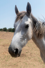 Portrait of a Grey Horse