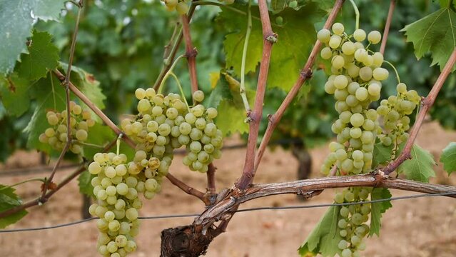 Vermentino grapes. Bunches of white grapes with ripe berries ready for harvest. Traditional agriculture. Sardinia. Footage.