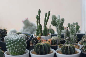 Soft focus Group of​ cactus​ in​ the​ pot.​ Succulents. Potted small house plants, home interior. Beautiful Colorful Gymnocalycium cactus in small pot.