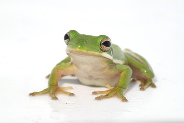 Fototapeta premium American green treefrog (Hyla cinerea) on a white background looking at the camera.