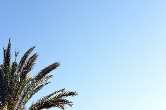 Ramas de una palmera asomando por un lateral, con el cielo azul de fondo