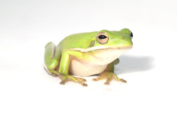 Portrait of a green treefrog (Hyla cinerea) on a white background.  This species is common throughout the coastal plain of the southeastern United States of America. 