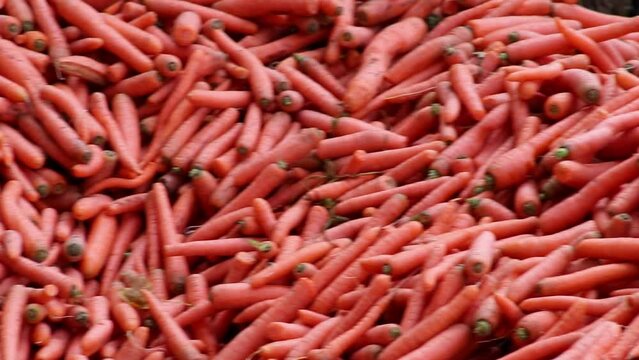 Many carrots on organic carrots heap as organic animal feedstuff and healthy fodder for cows and cattle for vegetarian nutrition with vitamins harvested from farmer as delicious salad or horse carrots