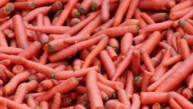 Many carrots on organic carrots heap as organic animal feedstuff and healthy fodder for cows and cattle for vegetarian nutrition with vitamins harvested from farmer as delicious salad or horse carrots