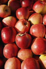 red apples background. food texture, new harvest.