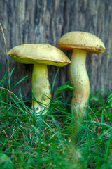 Natural forest mushrooms, white mushroom, boletus, porcini. Forest mushrooms on different backgrounds. The concept of natural food, haute cuisine, vegetarian cuisine, restaurant gourmet dishes.