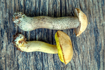Natural forest mushrooms, white mushroom, boletus, porcini. Forest mushrooms on different backgrounds. The concept of natural food, haute cuisine, vegetarian cuisine, restaurant gourmet dishes.